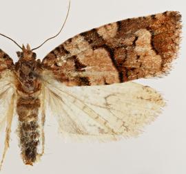 Female. © Loren Jones. Image used with permission.